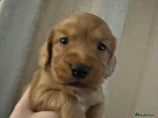 Cocker Spaniel dogs - Advert 22