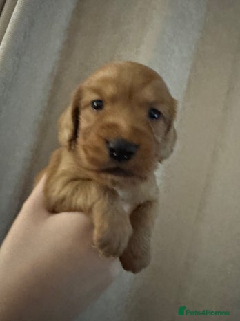Cocker Spaniel dogs - Advert 1