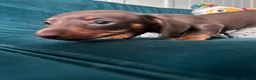 Miniature Dachshund dogs for sale: 🐾 Beautiful Miniature Dachshund Puppies  - Advert 23