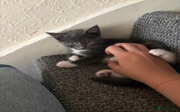 British Shorthair cats for sale: 3 KITTENS READY TO GO !  - Image 1