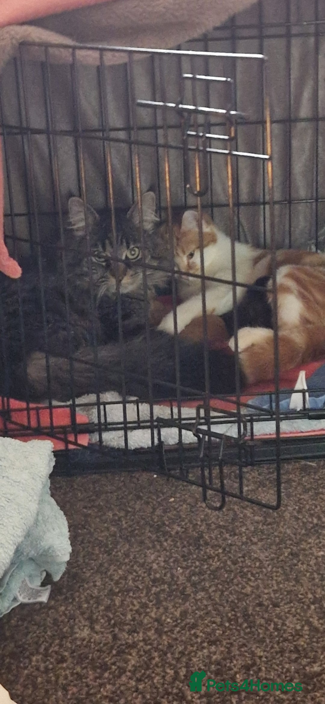 Maine Coon cats for sale: MAINE COON MIX - Image 6