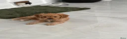 Cavapoo dogs for sale: EXQUISITE & VERY UNUSUAL CAVAPOO PUPPIES  - Advert 7