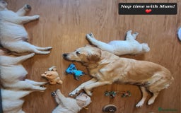 Golden Retriever dogs for sale: KC Registered Golden Retriever Puppies - Image 10