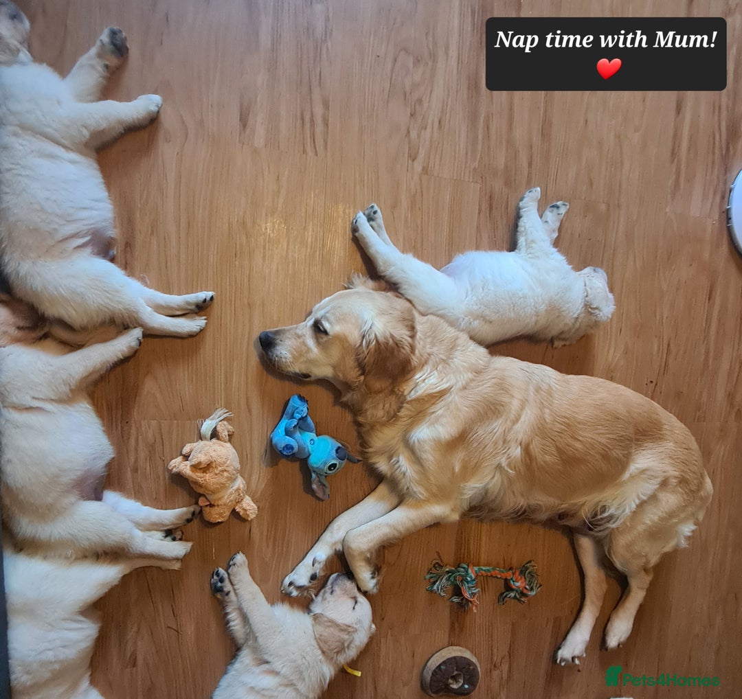 Golden Retriever dogs for sale: KC Registered Golden Retriever Puppies - Image 10