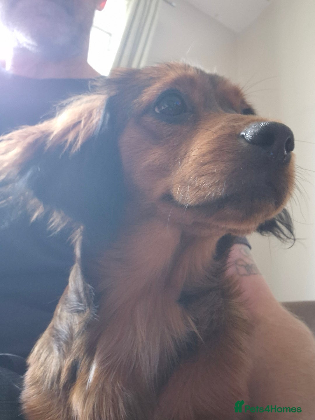 Mixed Breed dogs for sale: Shih Zhu, Dachshund puppies - Image 5