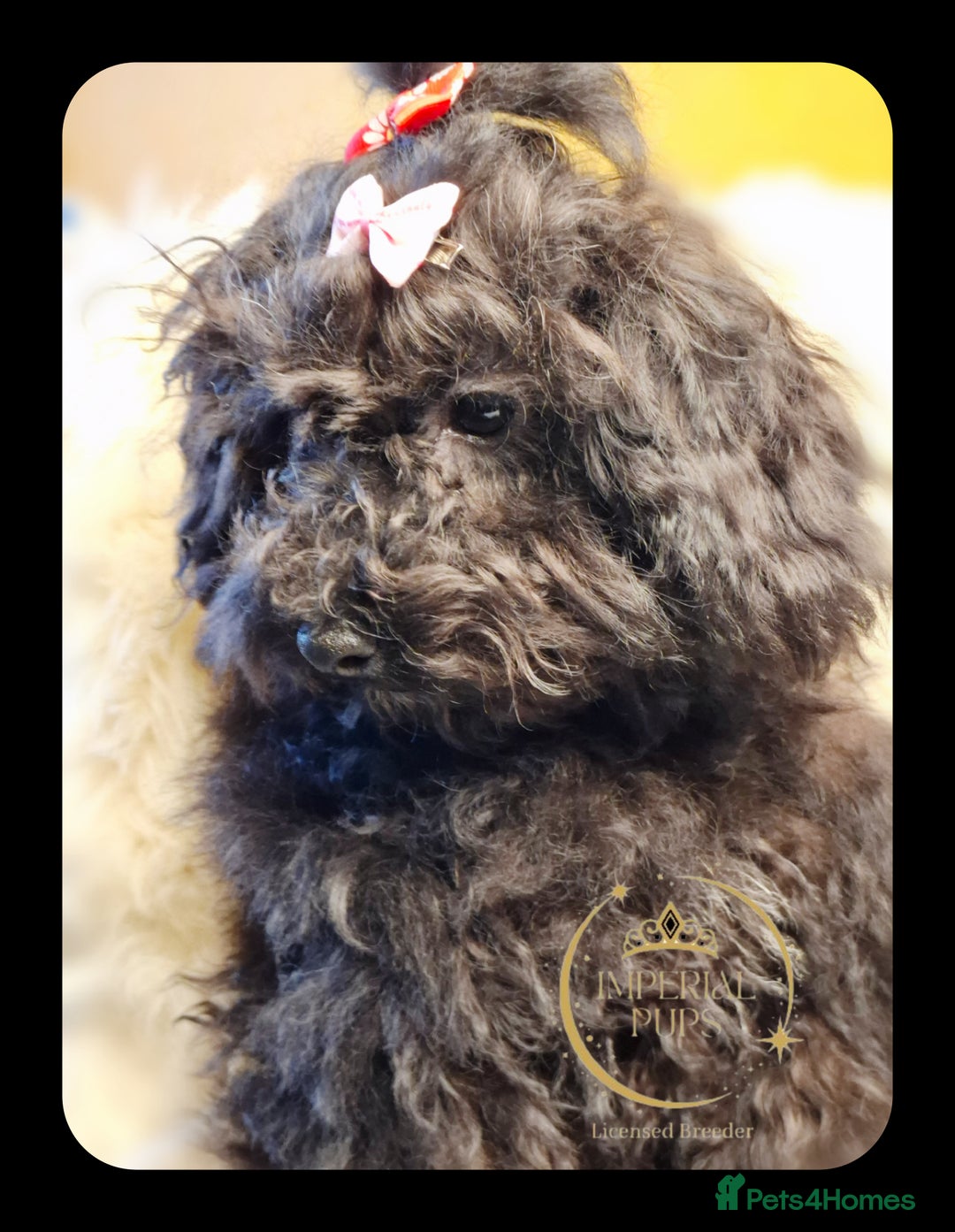 Toy Poodle dogs for sale: Asian toy poodle round eyes sable flat muzzle  - Advert 11