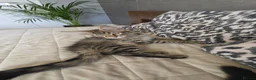 Maine Coon cats for sale: Beautiful Maine Coon Kittens for Sale - Advert 14