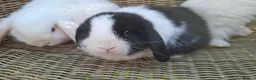Mini Lop rabbits for sale: Bundles of fluff ready to be reserved  - Advert 7