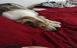 Mixed Breed dogs for adoption: 💖🐶 NINA 🐶💖 - Image 37
