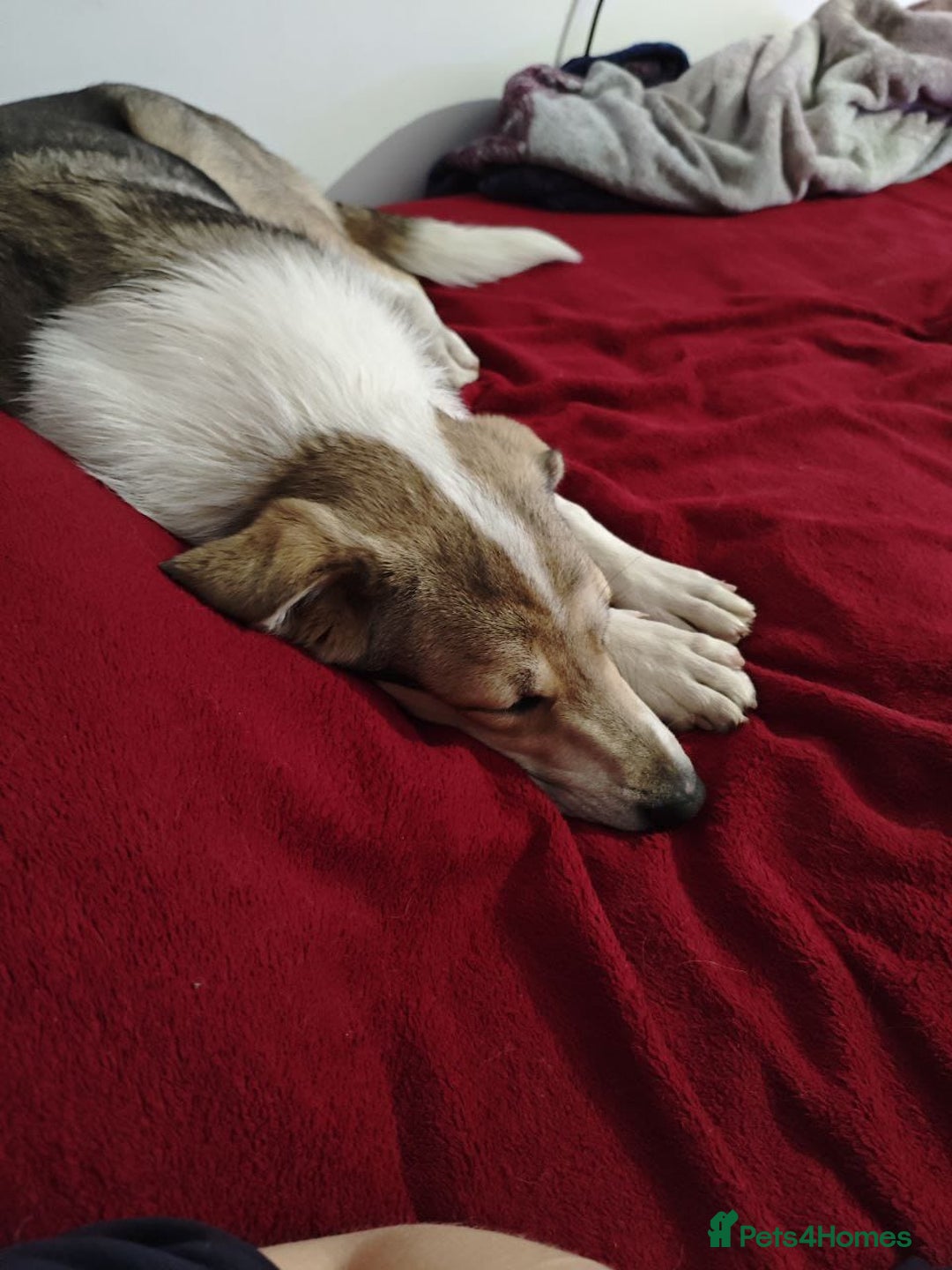 Mixed Breed dogs for adoption: 💖🐶 NINA 🐶💖 - Image 37