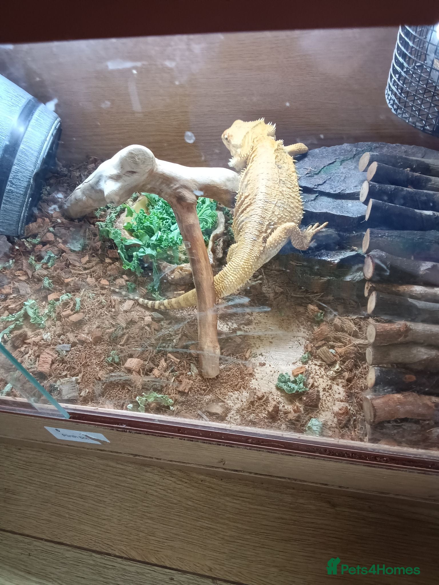 Bearded Dragon reptiles Bearded dragon 4ft tank lights and thermostat  - Advert 4