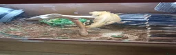 Bearded Dragon reptiles for sale: Bearded dragon 4ft tank lights and thermostat  in Telford - Advert 1