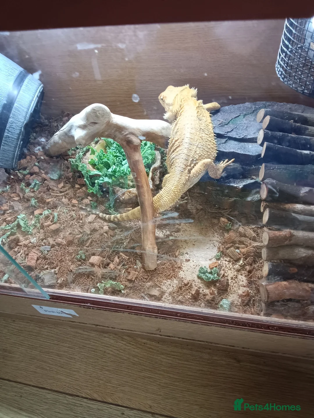 Bearded Dragon reptiles for sale: Bearded dragon 4ft tank lights and thermostat  in Telford - Advert 1