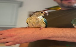 Conures birds for sale: Hand reared baby conures for sale - Image 2