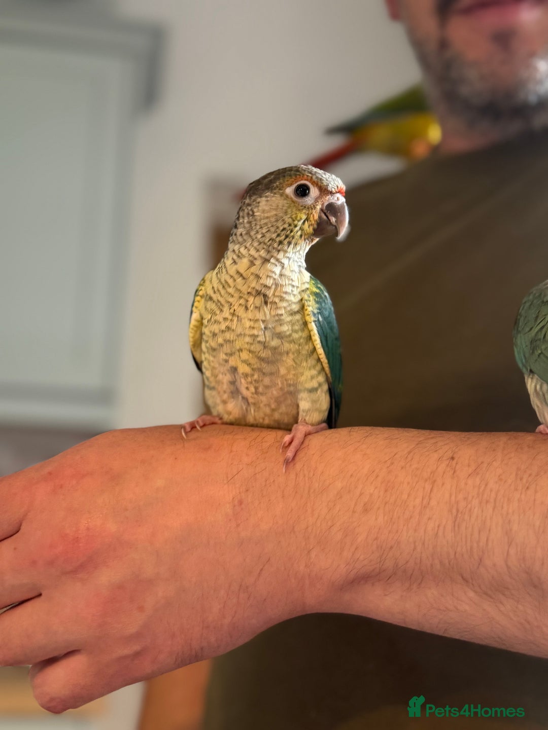 Conures birds for sale: Hand reared baby conures for sale - Image 2