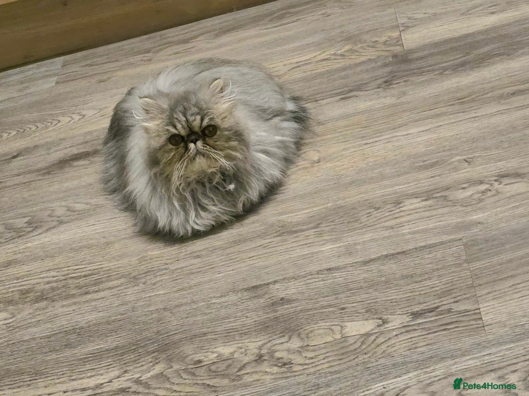 Persian cats for sale: Beautiful SILVER Tabby 10M Persian Female Kitten - Advert 2