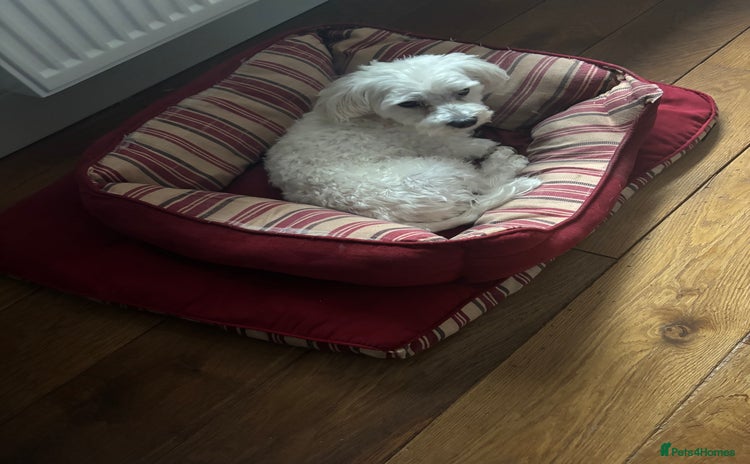 Maltese dogs - Advert 2