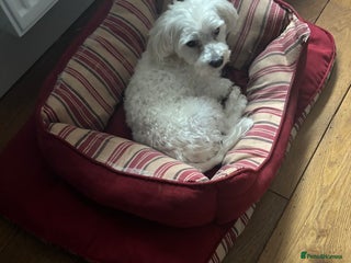 Maltese dogs - Advert 11