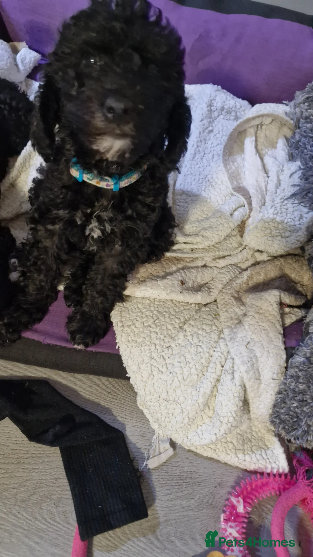 Mixed Breed dogs for sale: Miss  - Advert 2