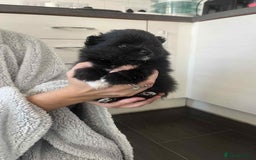 Mixed Breed dogs for sale: Pomspitz super fluffy babies  - Image 6