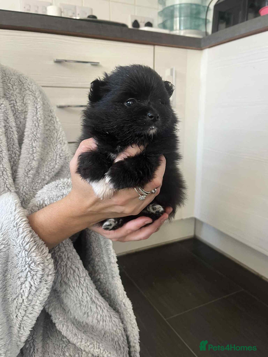 Mixed Breed dogs for sale: Pomspitz super fluffy babies  - Image 6