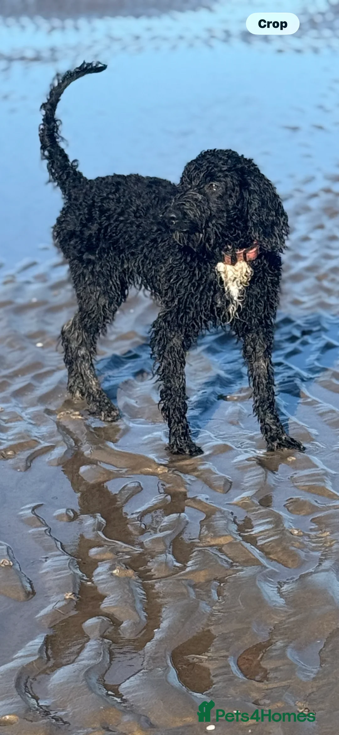 Cockapoo dogs for sale: Tilly  - Advert 6