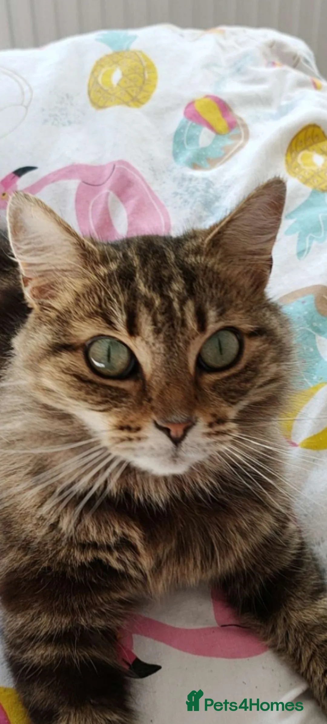 Mixed Breed cats for sale: Long hair Tabby cat  - Advert 2