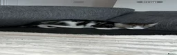 Mixed Breed cats for sale: Gorgeous male kitten ready to go  - Advert 5