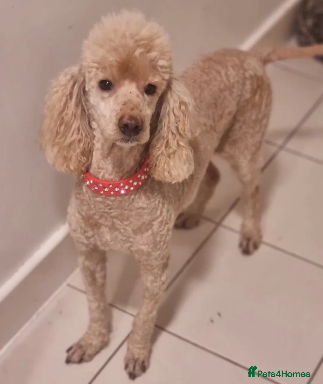 Miniature Poodle dogs for sale: Miniature Poodle- Waltham Abbey  - Advert 2
