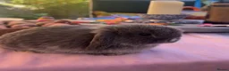 Mini Lop rabbits for sale: 3 Beautiful baby boy mini lops needing good homes in Bridport - Advert 33