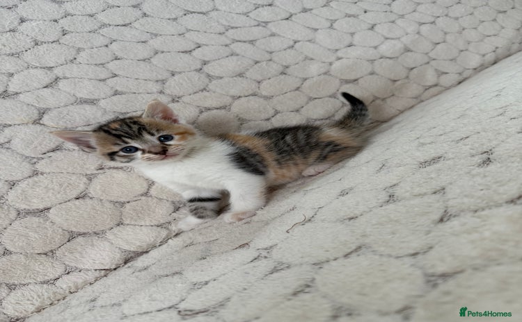 Mixed Breed cats - Advert 1