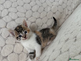 Mixed Breed cats - Advert 2