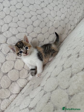 Mixed Breed cats - Advert 2