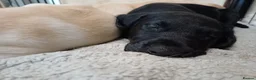 Labrador Retriever dogs for sale: READY TO LEAVE 🐶🐶 - Advert 16