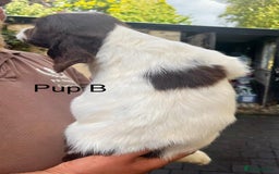 English Springer Spaniel dogs for sale: KC REG English Springer Spaniel - Image 8