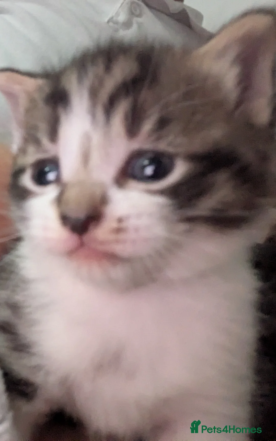 Mixed Breed cats for sale: Beautiful kittens looking for a loving home - Advert 2