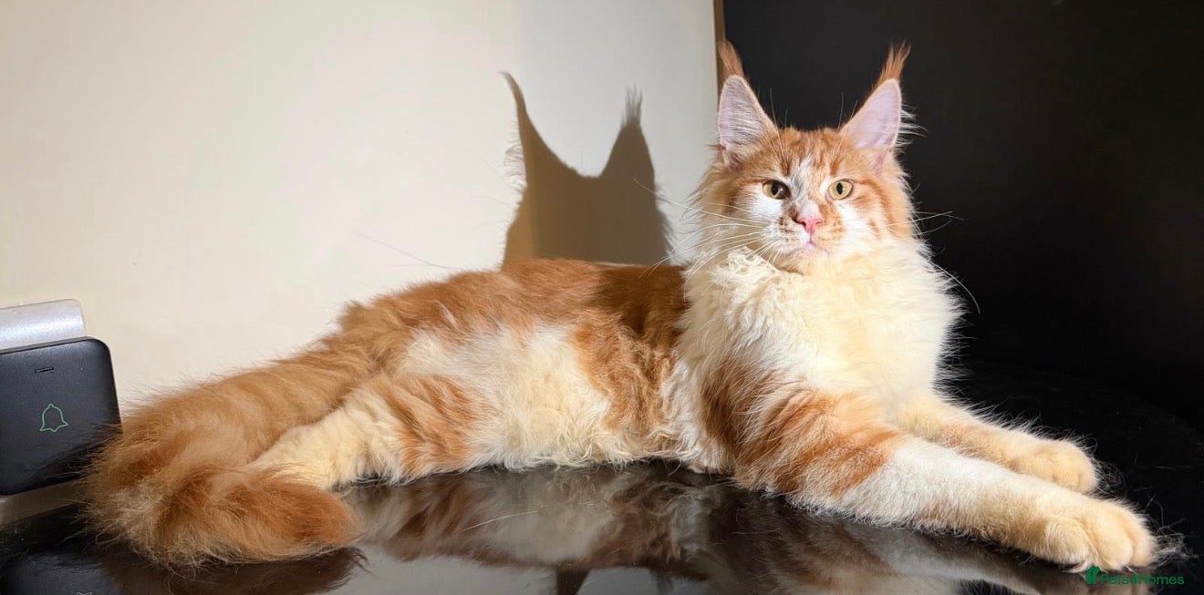 Maine Coon cats for sale: Exceptional Maine Coon Girl – Breeding Prospect - Advert 4
