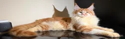 Maine Coon cats for sale: Exceptional Maine Coon Girl – Breeding Prospect - Advert 1