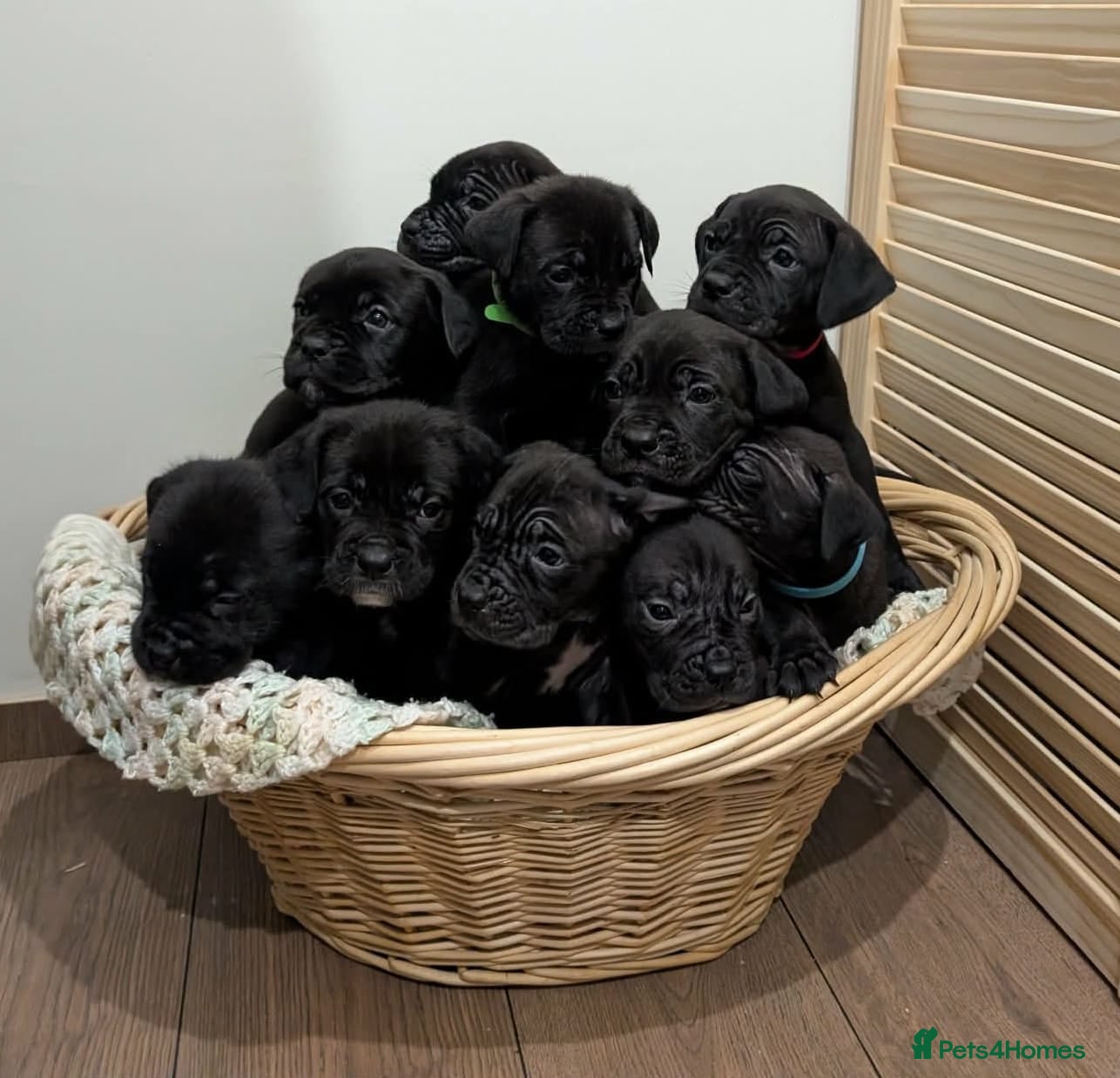 Cane Corso dogs ⚡Cane Corso puppies ⚡ - Advert 2