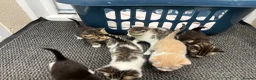 Mixed Breed cats for sale: Beautiful kittens  in Axbridge - Advert 8