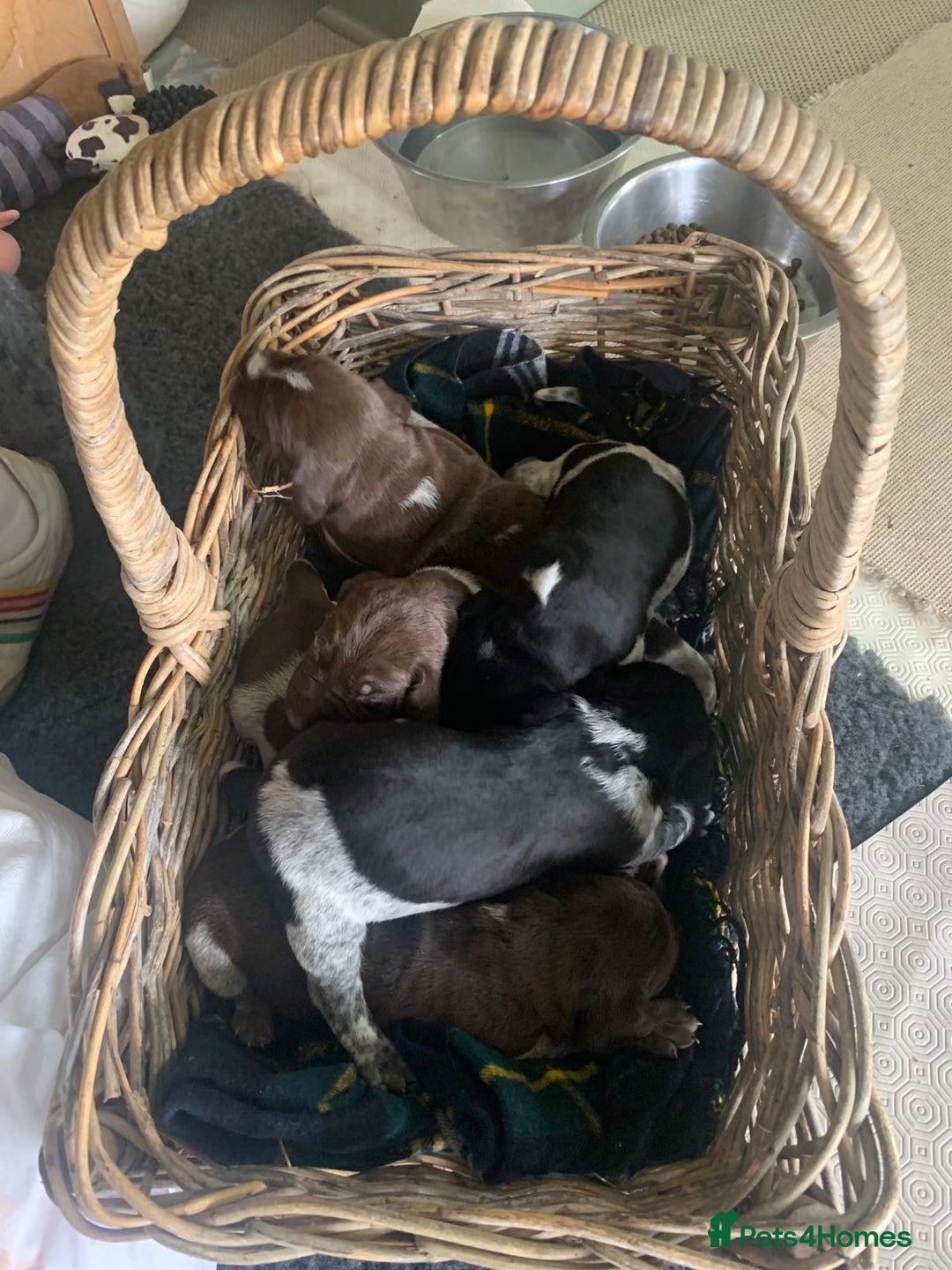 German Shorthaired Pointer dogs for sale: Exceptional German Shorthaired Pointer Puppies - Image 9