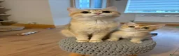 British Shorthair cats for sale: ⭐ ONLY ONE KITTEN LEFT! ⭐ - Advert 22