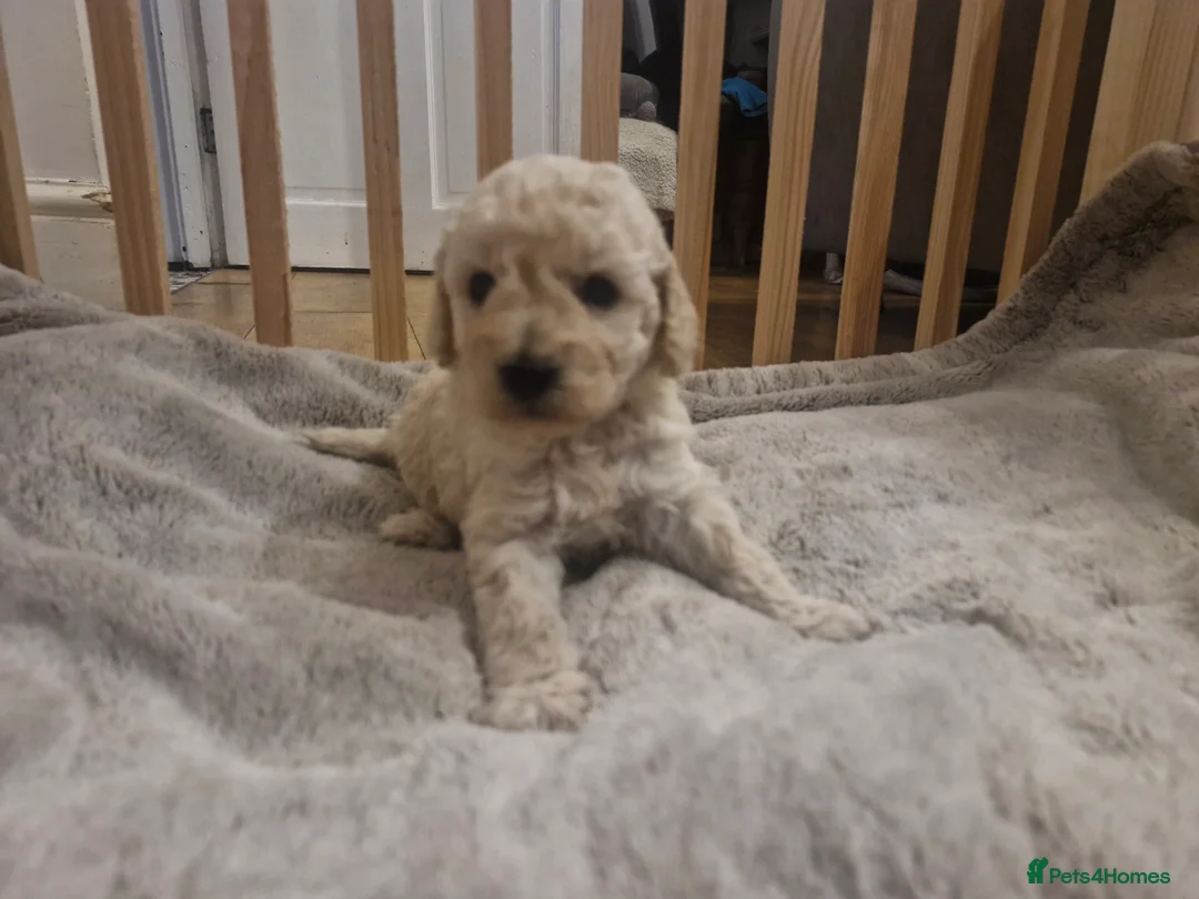 Cockapoo dogs for sale:  Cockapoo puppies F2B - Advert 15