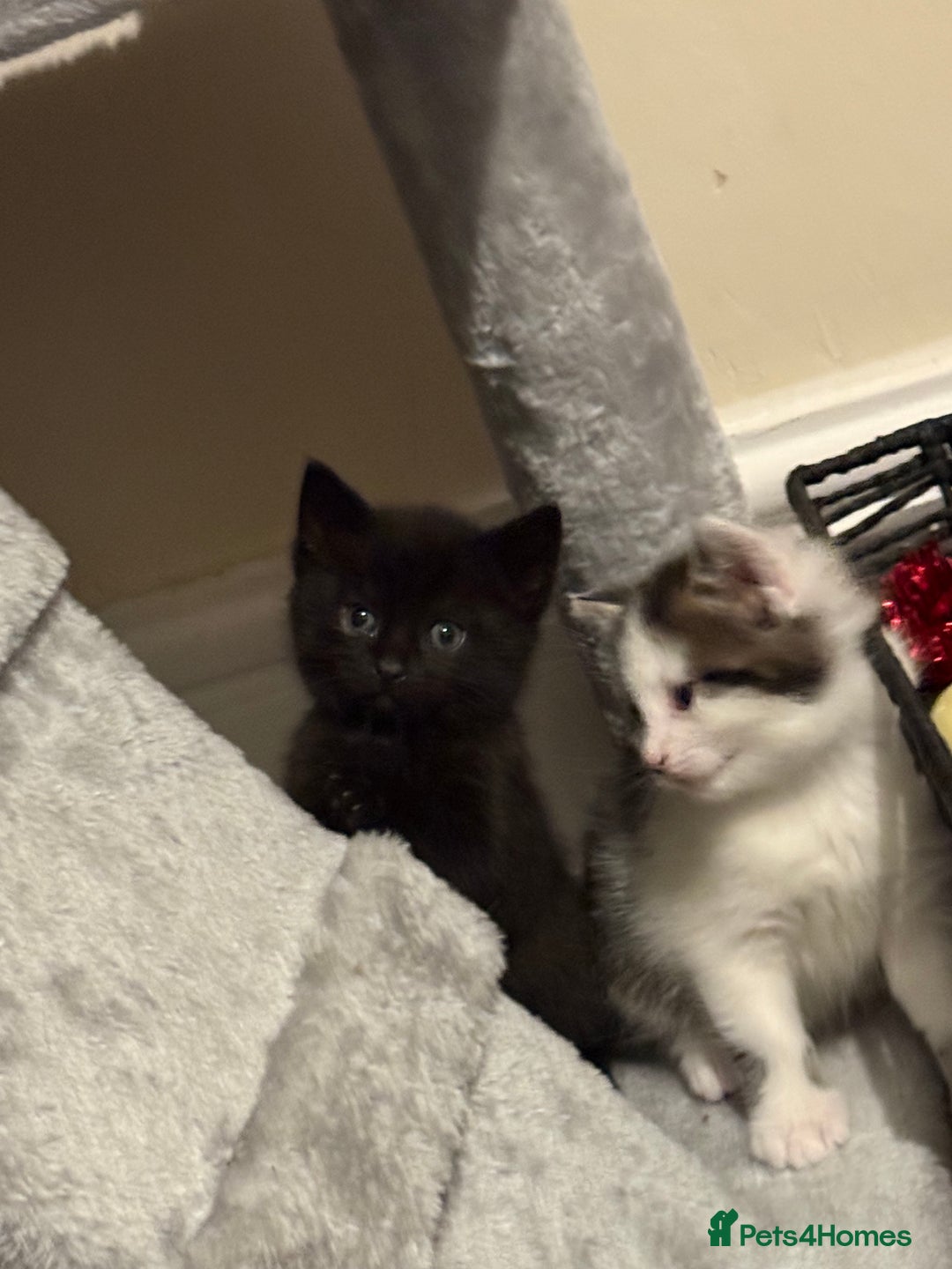 British Shorthair cats for sale: Three adorable kittens ready 10th jan 2026 - Advert 3