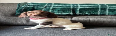 English Springer Spaniel 2