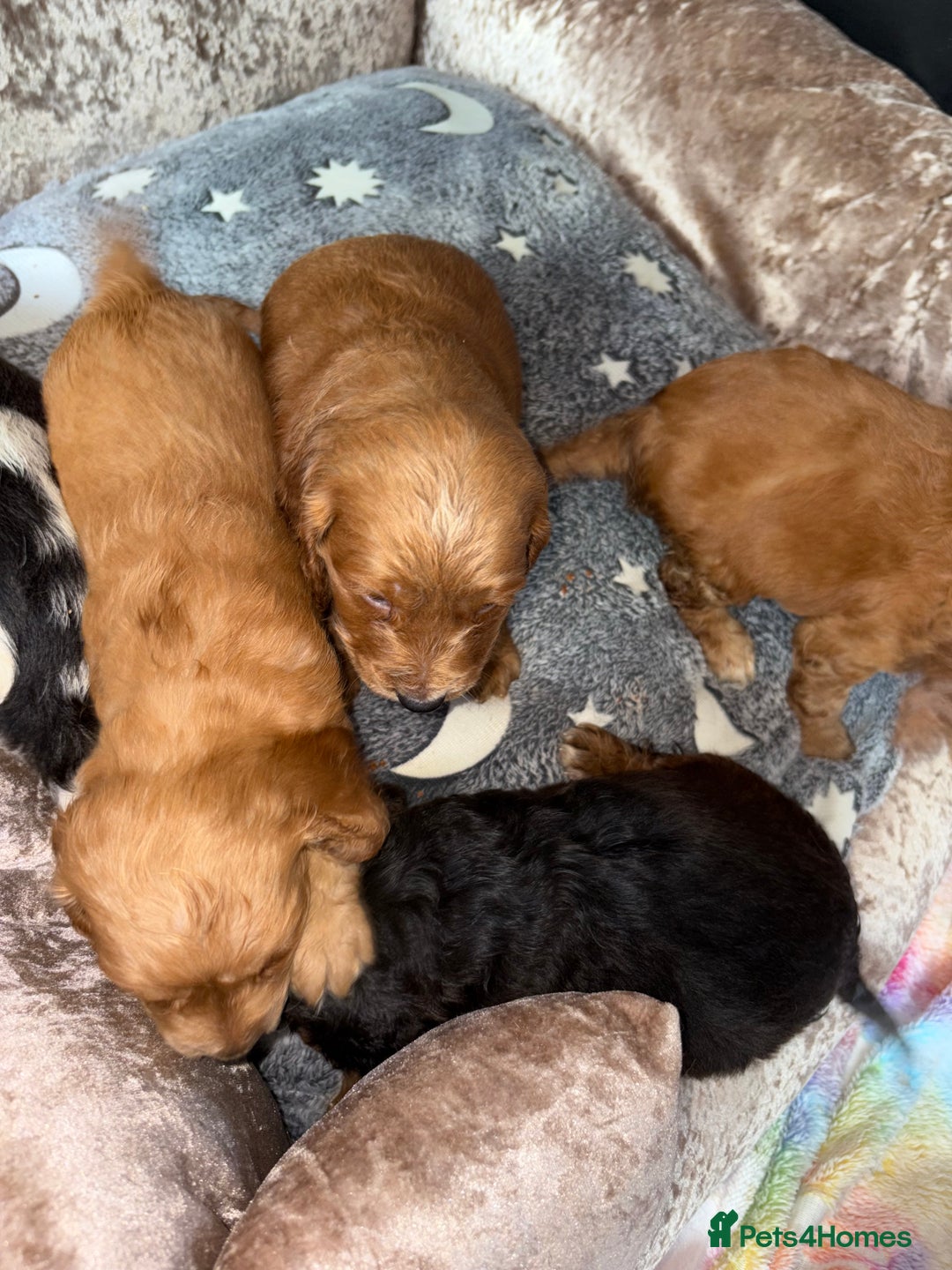 Cockapoo dogs for sale: 8 gorgeous little cockapoo puppies for sale - Image 3