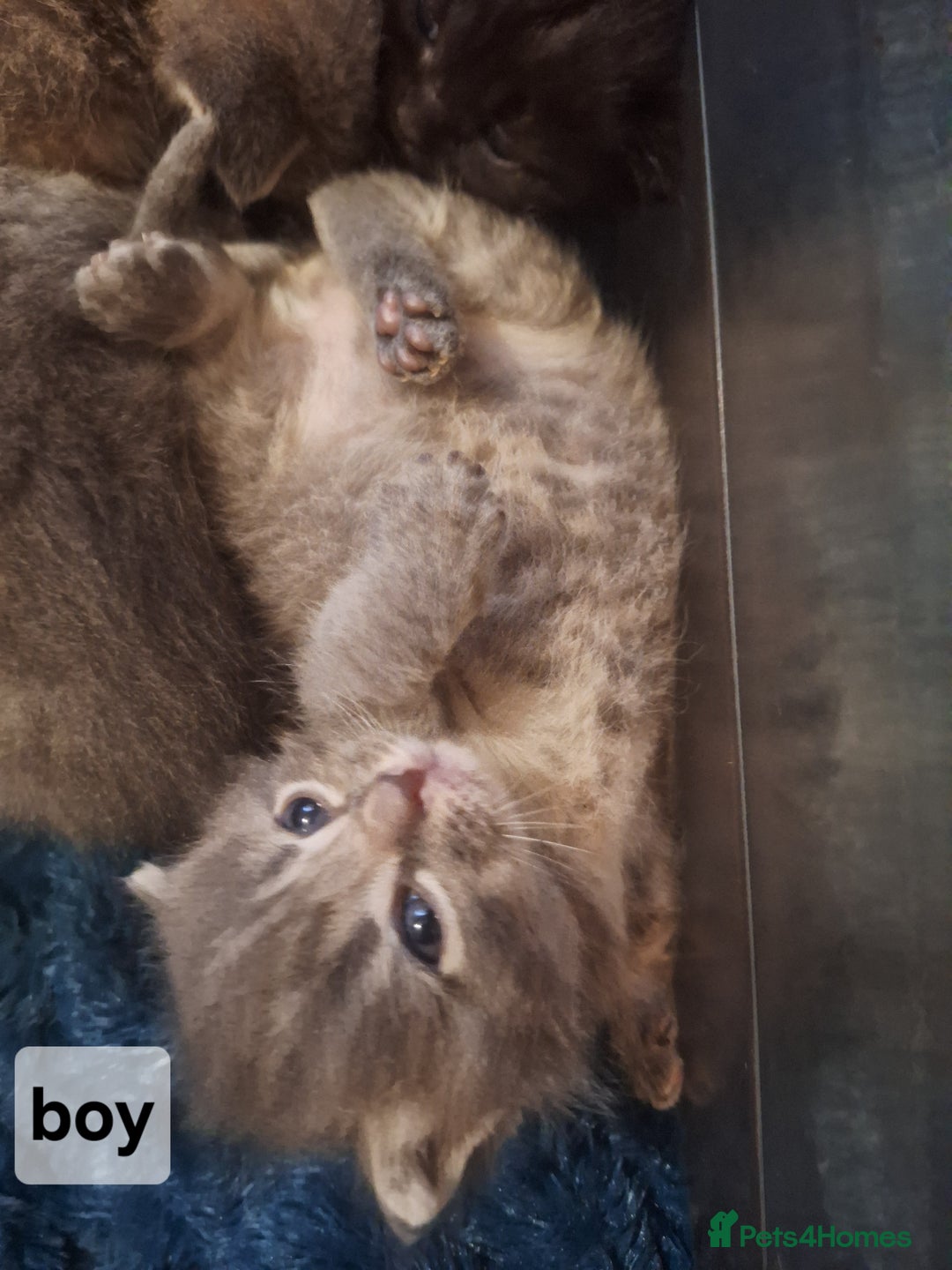 Scottish Fold cats for sale: 7 kittens for sale - ready 16th december - Image 17