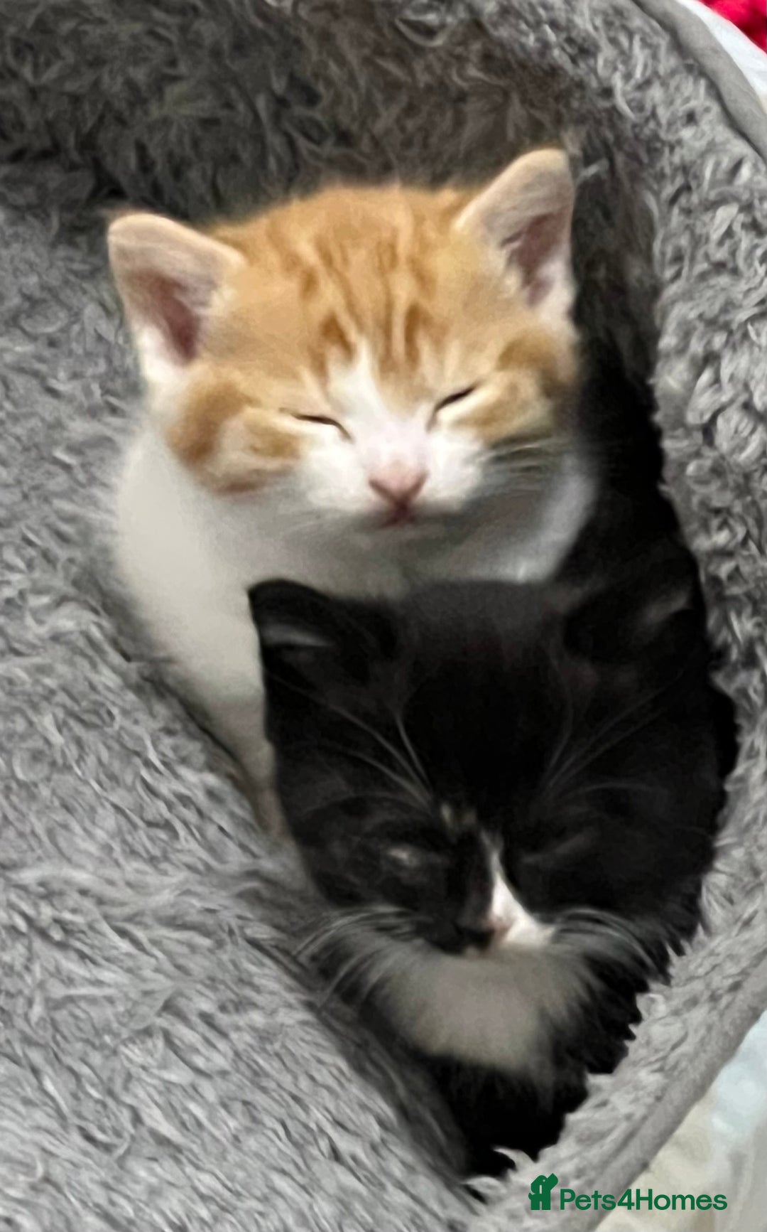 Mixed Breed cats for sale: A Surprise Litter. Dot’s first and last!  - Advert 3