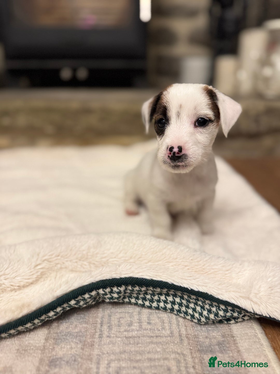 Jack Russell dogs for sale: Jack Russell Puppies *Ready Now* - Image 5