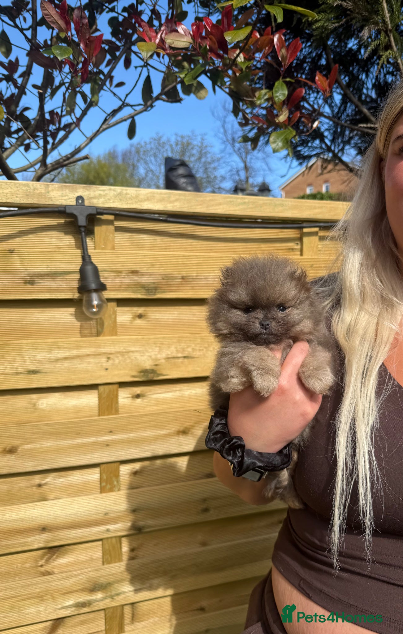 Pomeranian dogs Unique Blue and tan girl 💖 - Advert 1